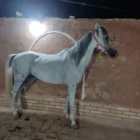اسب عرب مصری . کرد