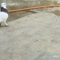 کبوتر طوقی کاکول پاپر