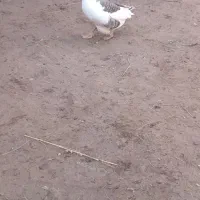 حیوان سالم|حیوانات مزرعه|خوی, |دیوار