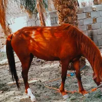 اسب