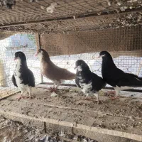 شهری و چپ|پرنده|فسا, |دیوار