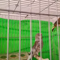 قناری عروس هلندی مرغ عشق جفت خریدهم دارم ومیفروشم