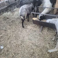 میش شال زاییده