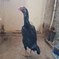مرغ سیاه فروش فوری