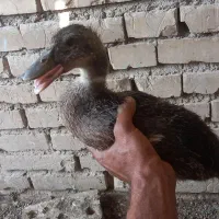 معاوضه اردک باغاز یا قوغاز