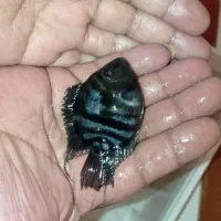 سیچلاید گوره خری