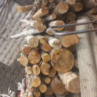 خرید چوب باغی. تخته. هرسکاری. سقفی|خدمات باغبانی و درختکاری|شیراز, گویم|دیوار