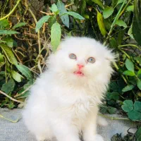 بچه گربه اسکاتیش پرشین|گربه|اهواز, کیانپارس |دیوار