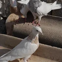 طوقی جمله پرش عالیه