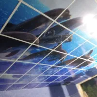 خرپا شیروانی آلاچیق جوشکاری رابیتس سقف کاذب|خدمات پیشه و مهارت|دماوند, گیلاوند|دیوار