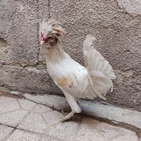 خروس سلطان