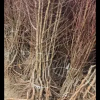 ارقام پسته ،گردو، بادام ،صنوبر نیگرای ترکیه کبوده|خدمات باغبانی و درختکاری|کرمان, |دیوار