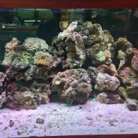 اکواریوم ماهی اب شور دیسکس ابشور انجل گوپی|ماهی|شیراز, سیاه سنگ|دیوار