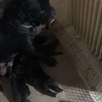 سگ کنکورسو|سگ|چالوس, |دیوار