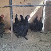 مرغ رسمی تخم کن|حیوانات مزرعه|ری, سیزده آبان|دیوار