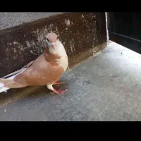 کبوتر ساده زرد