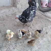 مرغ و خروس گلین لری