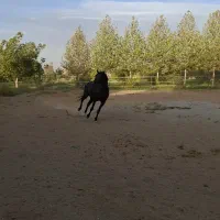 نریان عرب خالص ایرانی