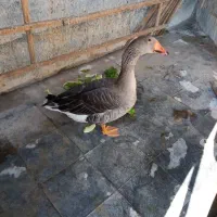 قو غاز|حیوانات مزرعه|تهران, جوادیه|دیوار