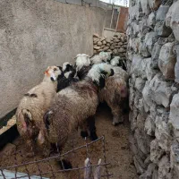 بره پروار عروسک