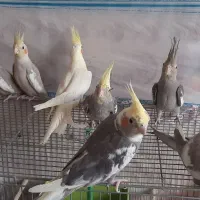 عروس هلندی دستی ابلق