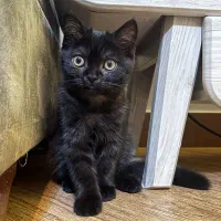 گربه بریتیش نر