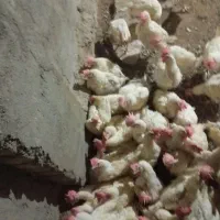 ۲۰۰عدد مرغ تخمی