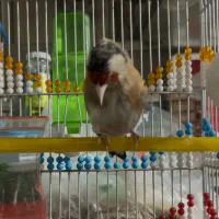 دورگ سرسیاه معاوضه