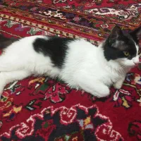 گربه رایگان تاکسیدو