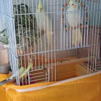 فروش یک جفت عروس هلندی