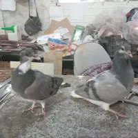 فروش جوجه کبوتر