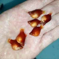 گوپی‌های رنگارنگ اصیل - پرورش تخصصی دورنیکا|ماهی|مشهد, شفا|دیوار