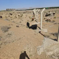 بزغاله تیشتر