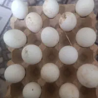 تخم غاز نطفه دار