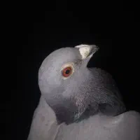 پلاکی مسافتی