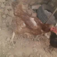 مرغ تخمی لاری
