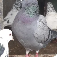 کبوتر