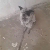 سگ شیتزوپامر