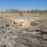 خریدارچوب ودرخت|خدمات باغبانی و درختکاری|نورآباد, |دیوار