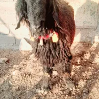 دوتا میش ویک عدد قوچ