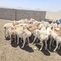 میش چینی قندوزی کاور شیشک ماده چینی ابستن