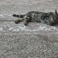 گربه|گربه|نجفآباد, ویلاشهر|دیوار