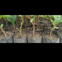 نهال کیوی تلخ به صورت کلی و جزیی|گل و گیاه طبیعی|حویق, |دیوار