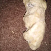 فسیل
