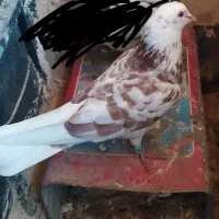 کبوتر نر|پرنده|اصفهان, ملکشهر|دیوار