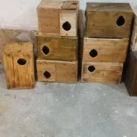 تعدادی لانه . لونه پرنده طوطی