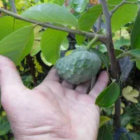 نهال چری مویا|خدمات باغبانی و درختکاری|لاهیجان, آهندان|دیوار