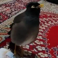 مینا سخنگو نر افغانی عروس هلندی کوتوله طوطی|پرنده|مشهد, اروند|دیوار