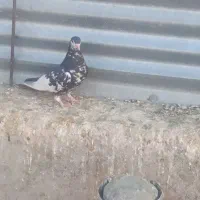 شهری . بهبهانی|پرنده|فیروزآباد (فارس), |دیوار