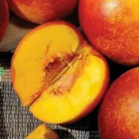 پیش فروش نهال شلیل مغان دوساله|خدمات باغبانی و درختکاری|جیرنده, |دیوار